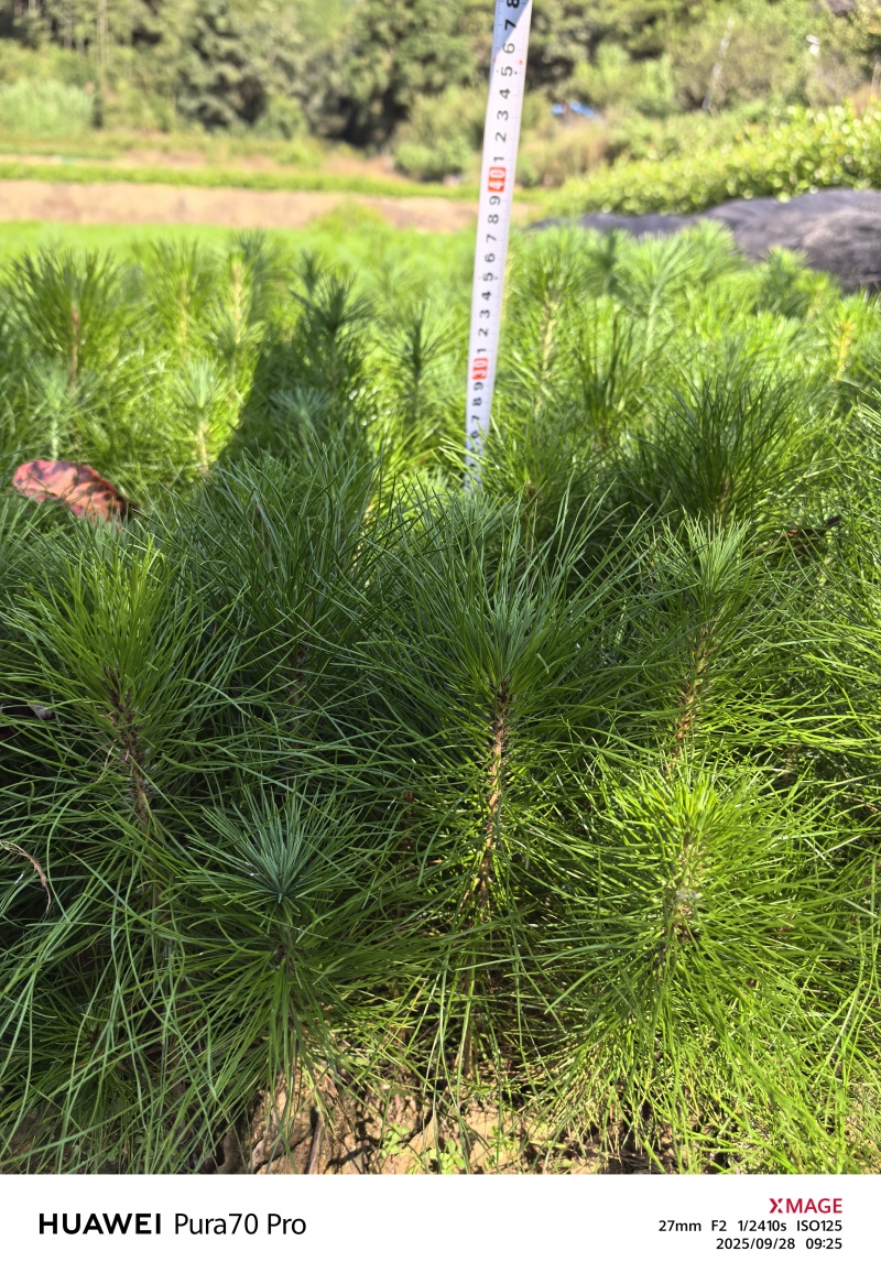 马尾松容器苗，高度20-80厘米！