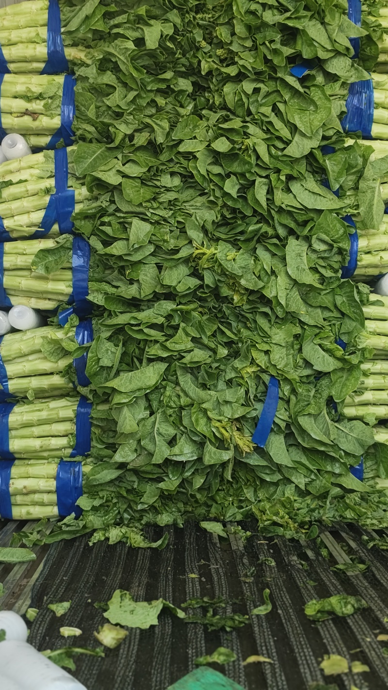 鲜嫩爽脆三青莴苣产地直发低价批发量大价优