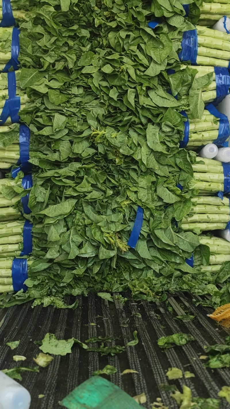 鲜嫩爽脆三青莴苣产地直发低价批发量大价优