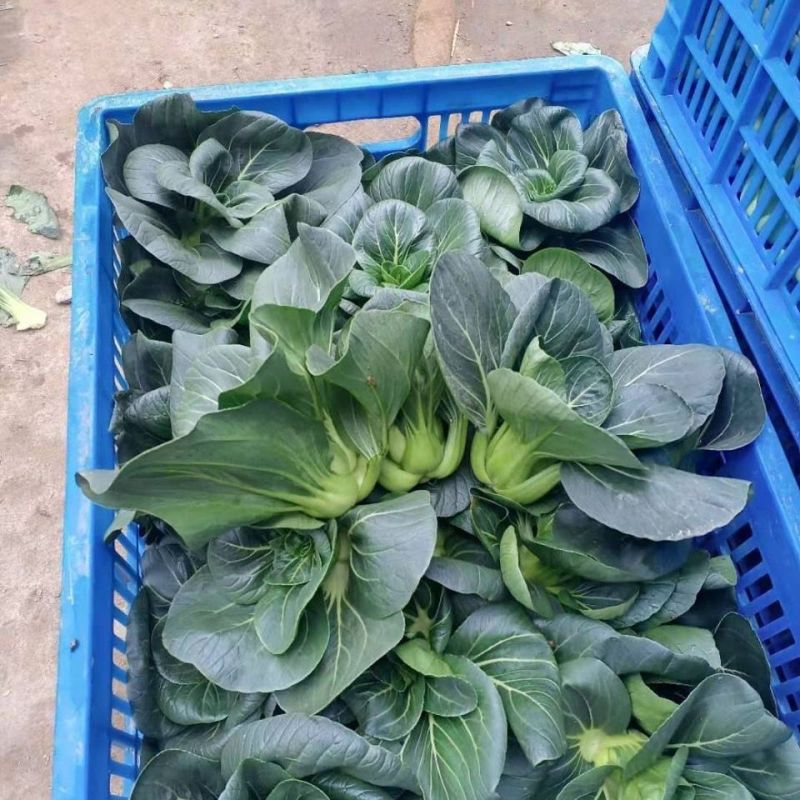 绿叶蔬菜上海青货源充足，质量上乘，欢迎咨询订购
