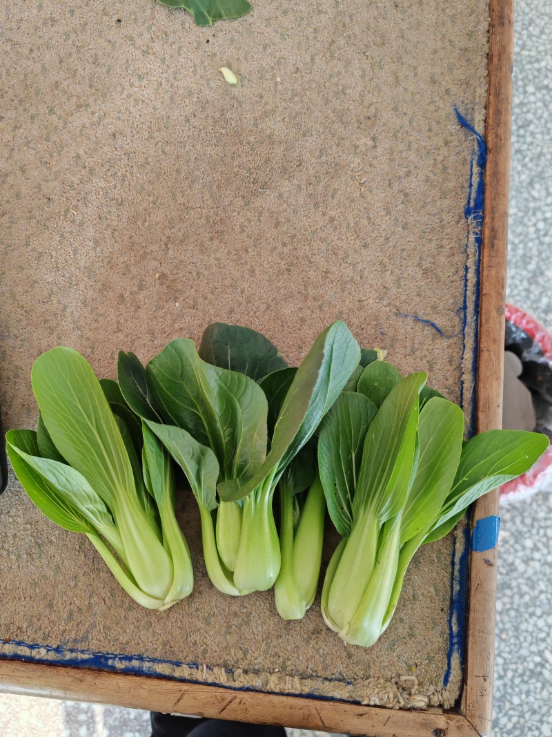 绿叶蔬菜上海青货源充足，质量上乘，欢迎咨询订购