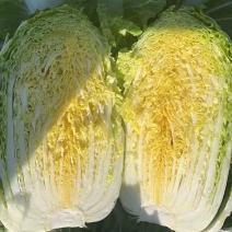 黄心白菜4-5-6斤产地直供