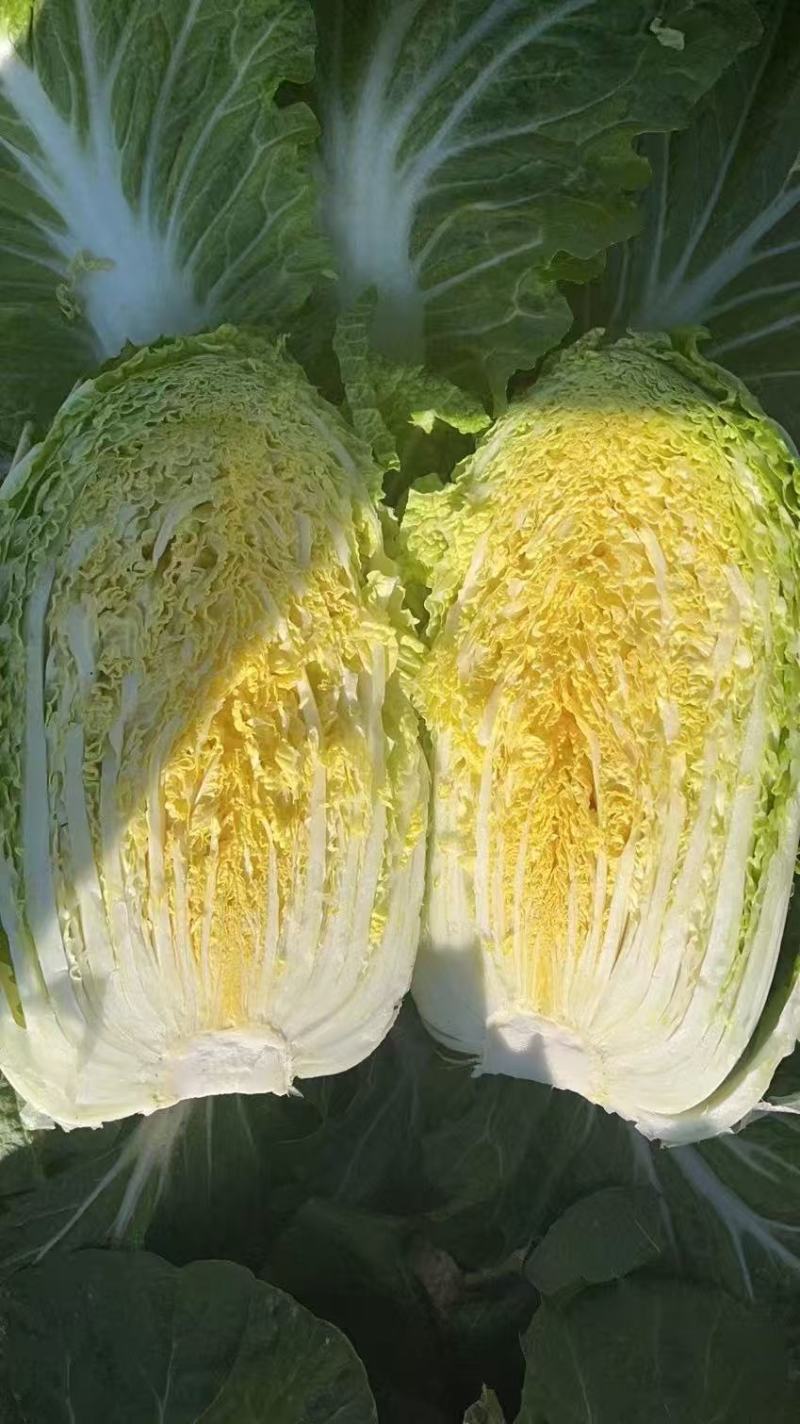 黄心白菜4-5-6斤产地直供
