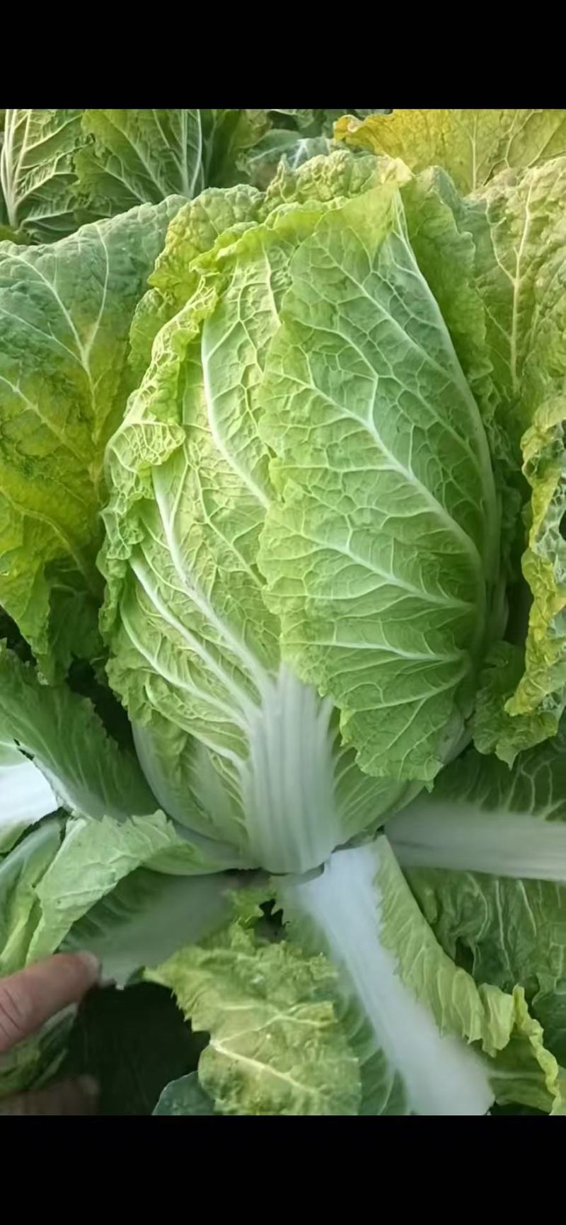 黄心白菜4-5-6斤产地直供