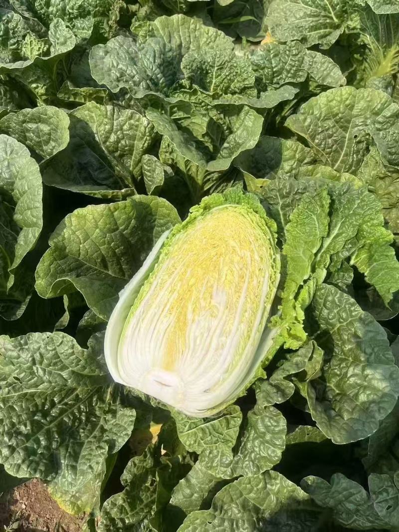 黄心白菜4-5-6斤产地直供