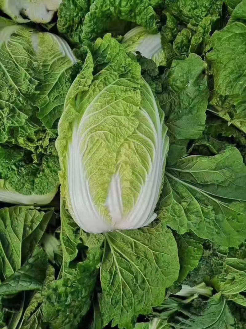黄心白菜4-5-6斤产地直供