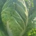 黄心白菜4-5-6斤产地直供