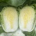 黄心白菜4-5-6斤产地直供