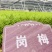 岗梅苗，岗梅苗基地！