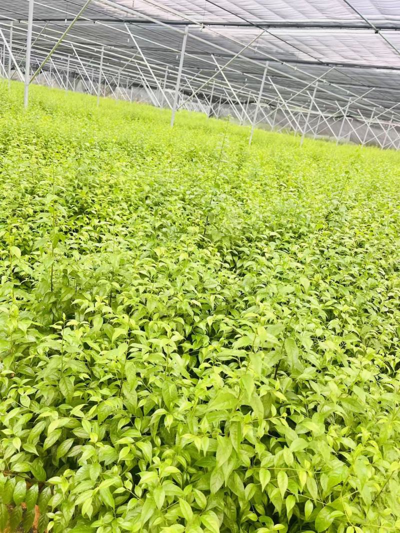 岗梅苗，岗梅苗基地！