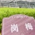 岗梅苗，岗梅苗基地！