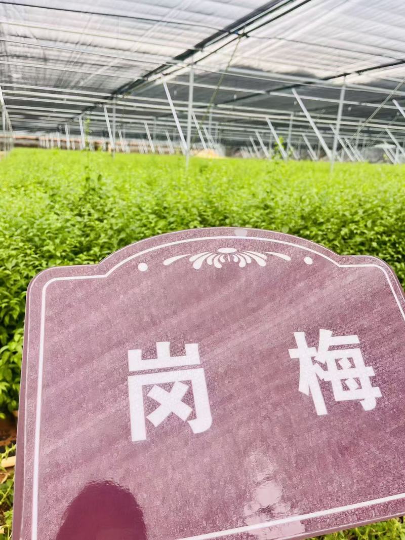 岗梅苗，岗梅苗基地！