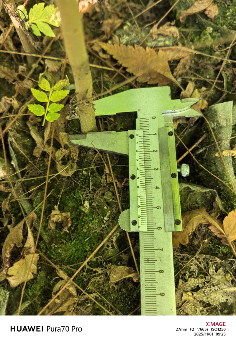 黄山栾树苗，黄山栾树容器苗基地！诚信经营，量大从优，欢迎来电