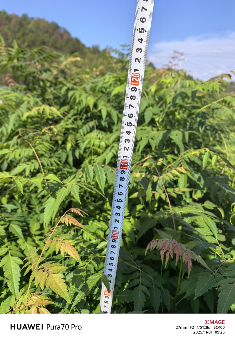 黄山栾树苗，黄山栾树容器苗基地！诚信经营，量大从优，欢迎来电