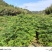 黄山栾树苗，黄山栾树容器苗基地！诚信经营，量大从优，欢迎来电