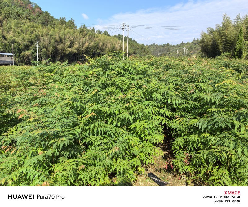 黄山栾树苗，黄山栾树容器苗基地！诚信经营，量大从优，欢迎来电