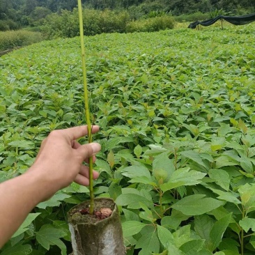 檫木苗，檫木苗基地！