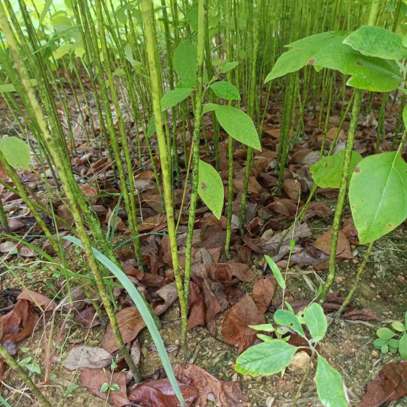 檫木苗，檫木苗基地！