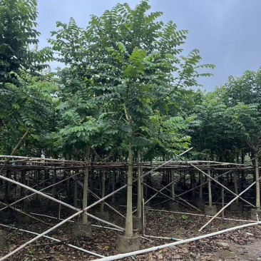 火焰木绿化苗木自家基地自产自销量大价格实惠