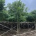 火焰木绿化苗木自家基地自产自销量大价格实惠