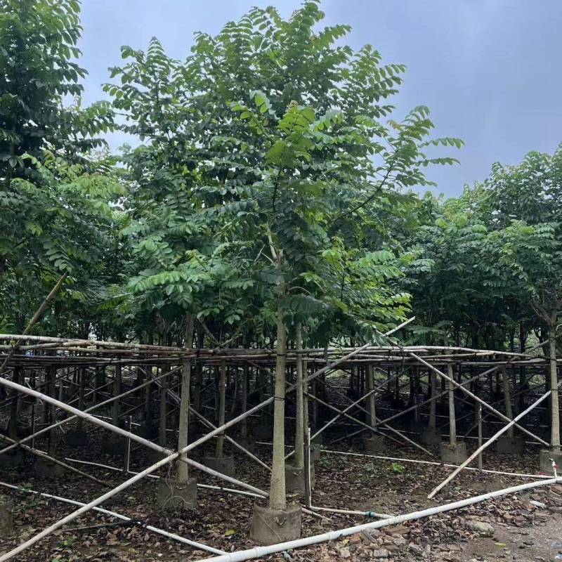 火焰木绿化苗木自家基地自产自销量大价格实惠