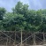 火焰木绿化苗木自家基地自产自销量大价格实惠