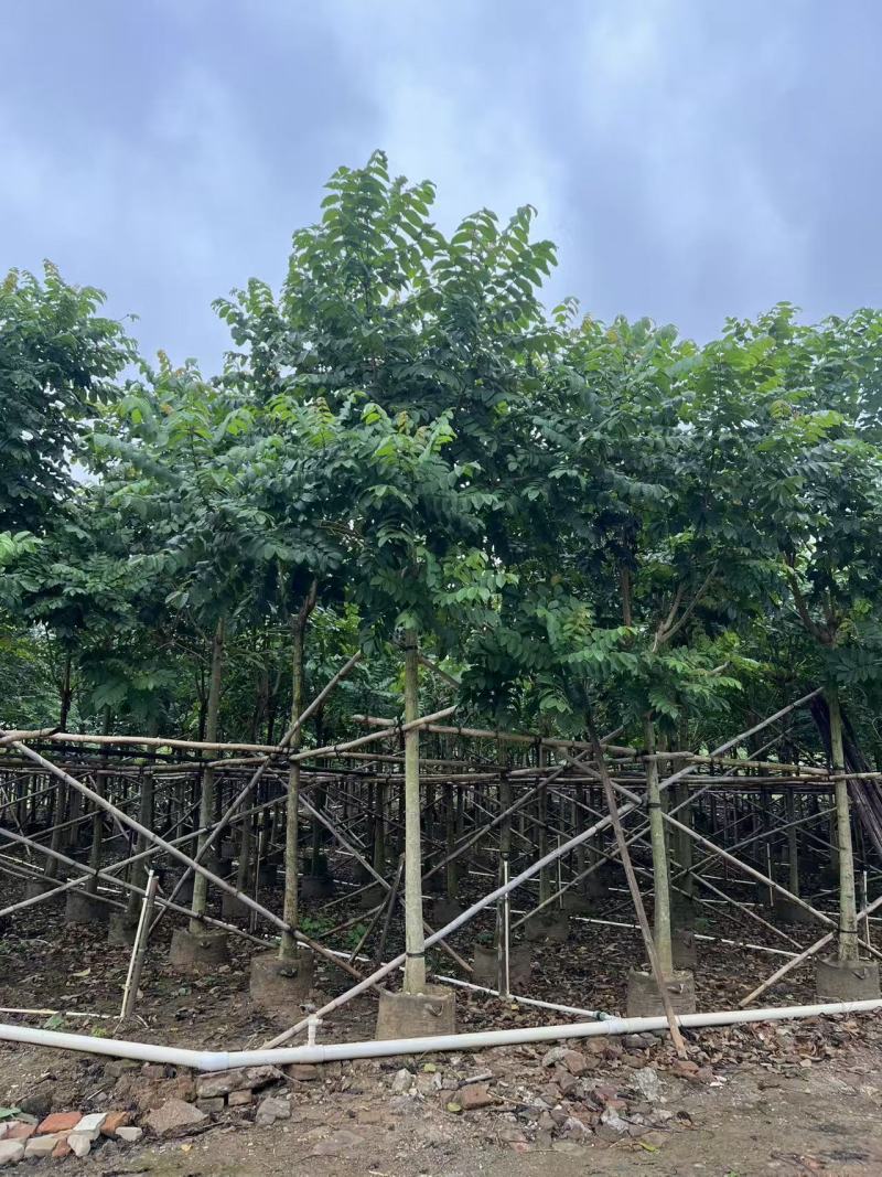 火焰木绿化苗木自家基地自产自销量大价格实惠