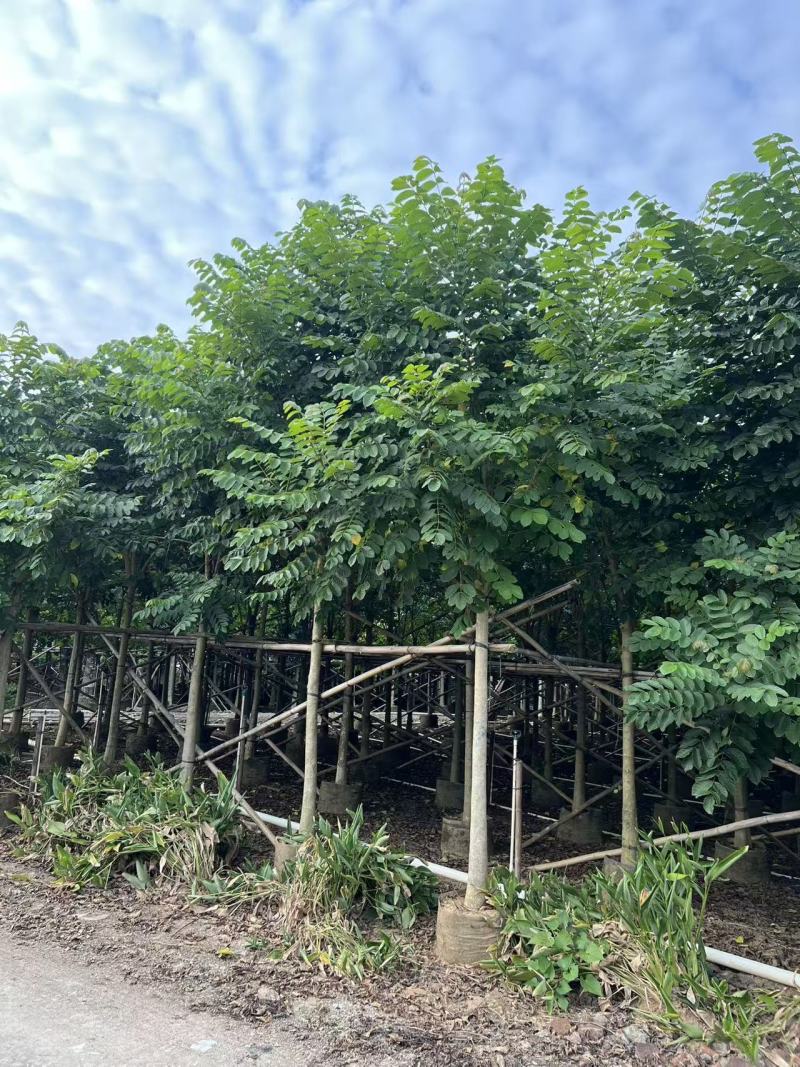 火焰木绿化苗木自家基地自产自销量大价格实惠