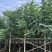 火焰木绿化苗木自家基地自产自销量大价格实惠