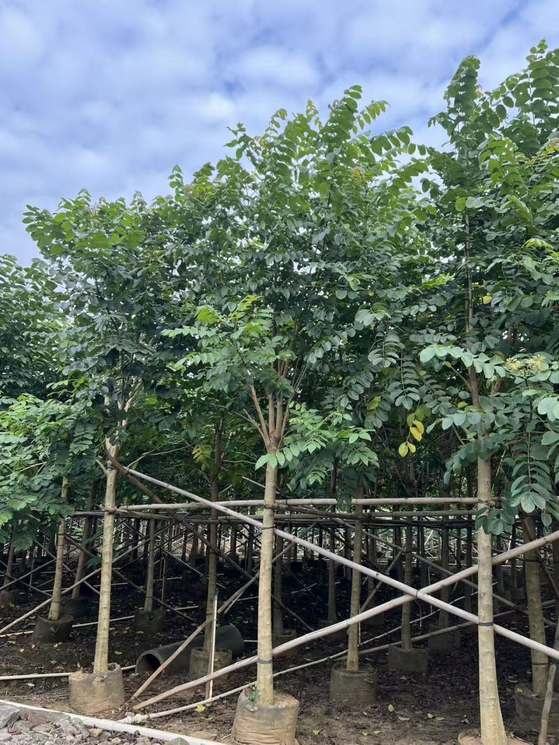 火焰木绿化苗木自家基地自产自销量大价格实惠