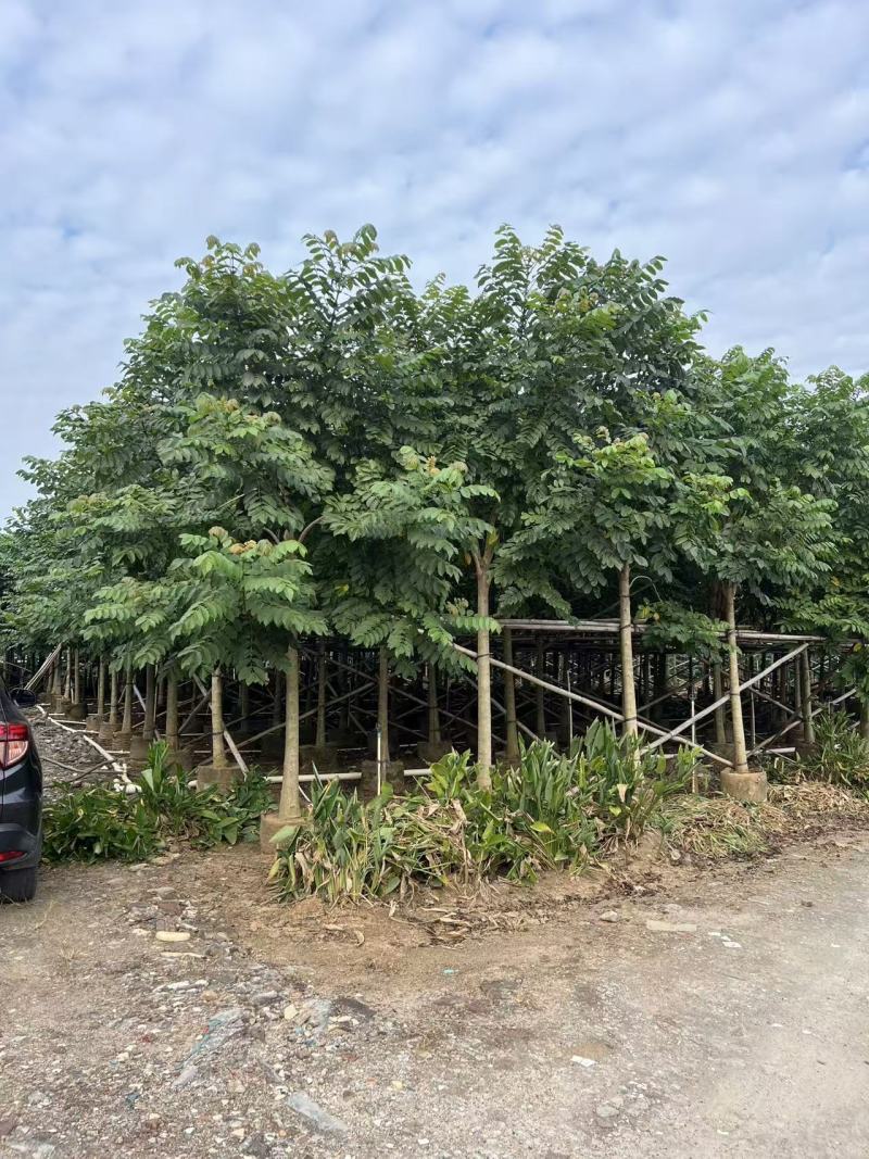 火焰木绿化苗木自家基地自产自销量大价格实惠