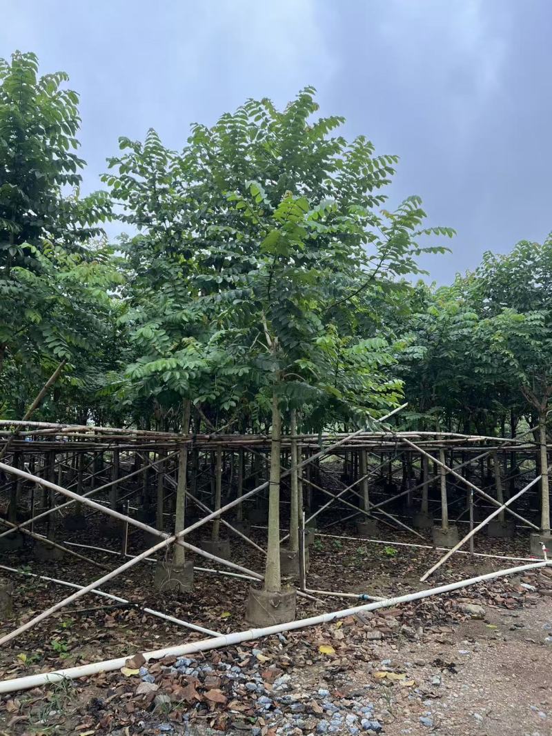 火焰木绿化苗木自家基地自产自销量大价格实惠