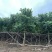 火焰木绿化苗木自家基地自产自销量大价格实惠