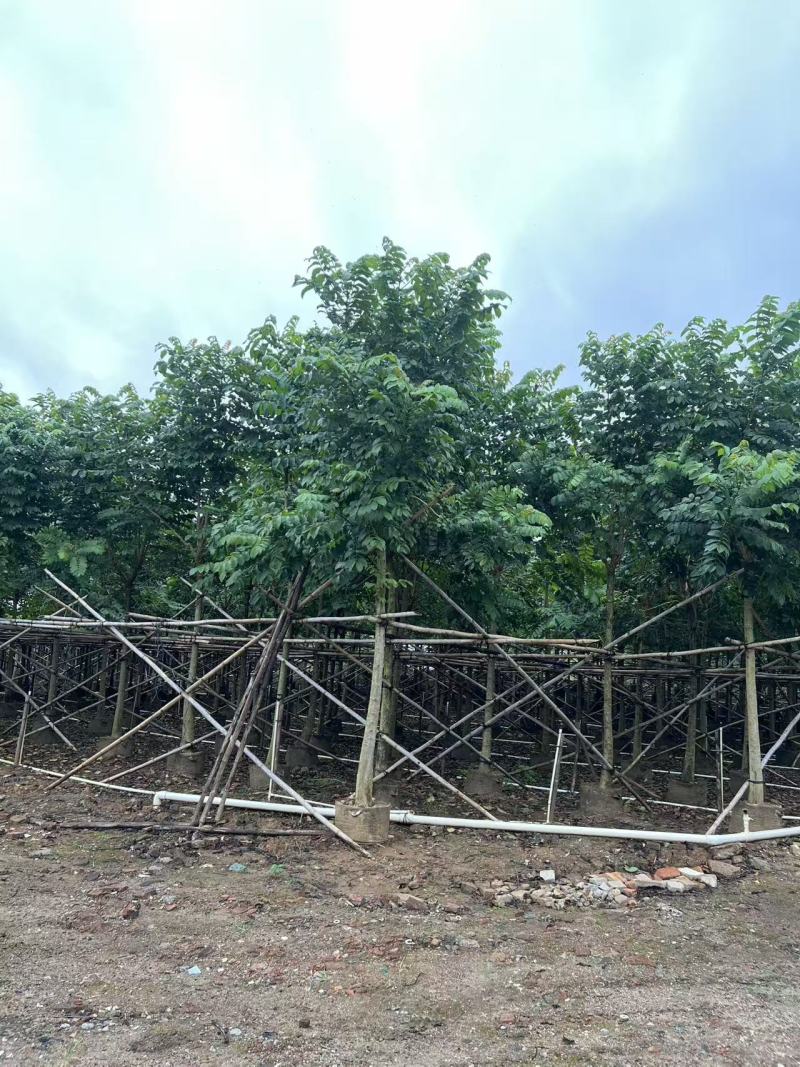 火焰木绿化苗木自家基地自产自销量大价格实惠