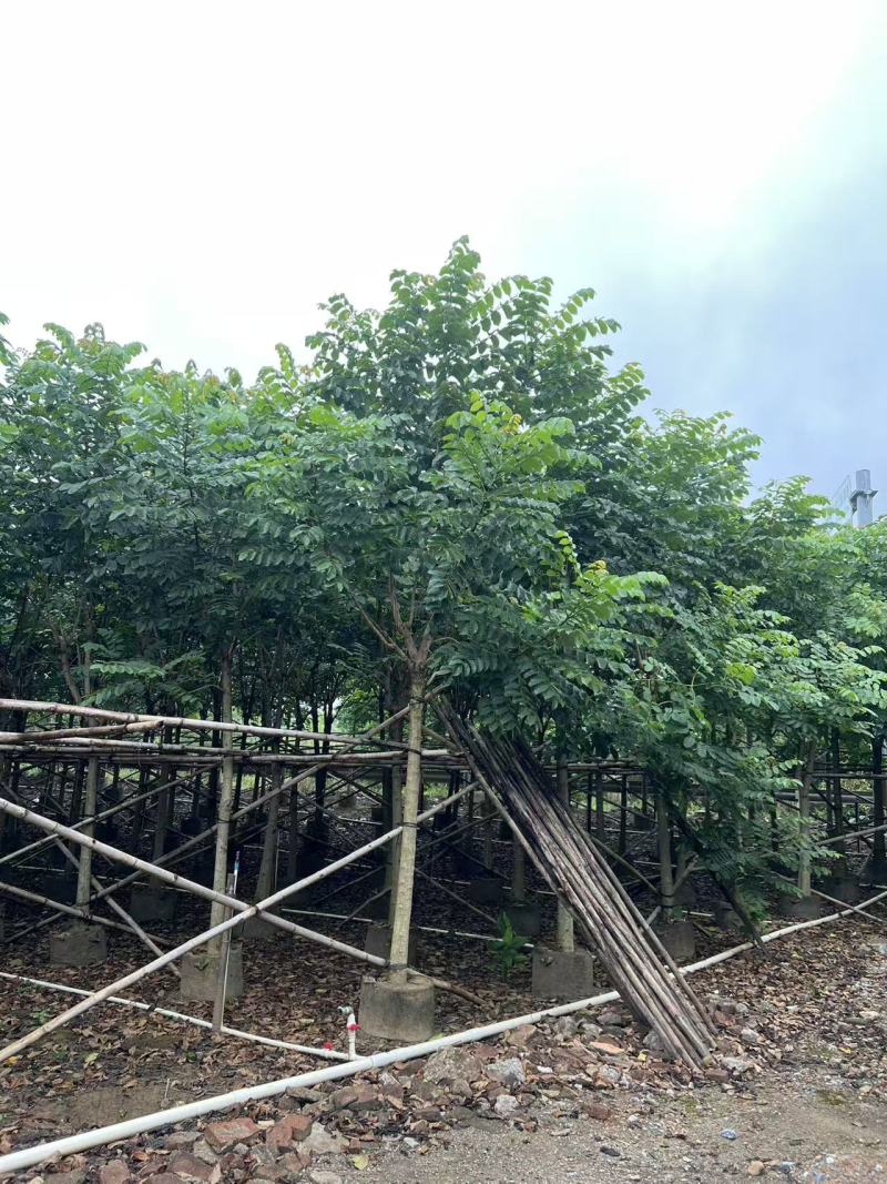 火焰木绿化苗木自家基地自产自销量大价格实惠