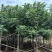 火焰木绿化苗木自家基地自产自销量大价格实惠