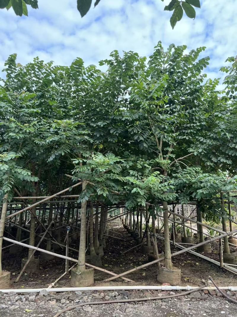 火焰木绿化苗木自家基地自产自销量大价格实惠