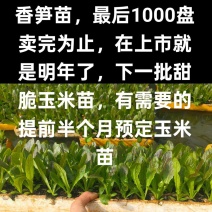 香笋苗