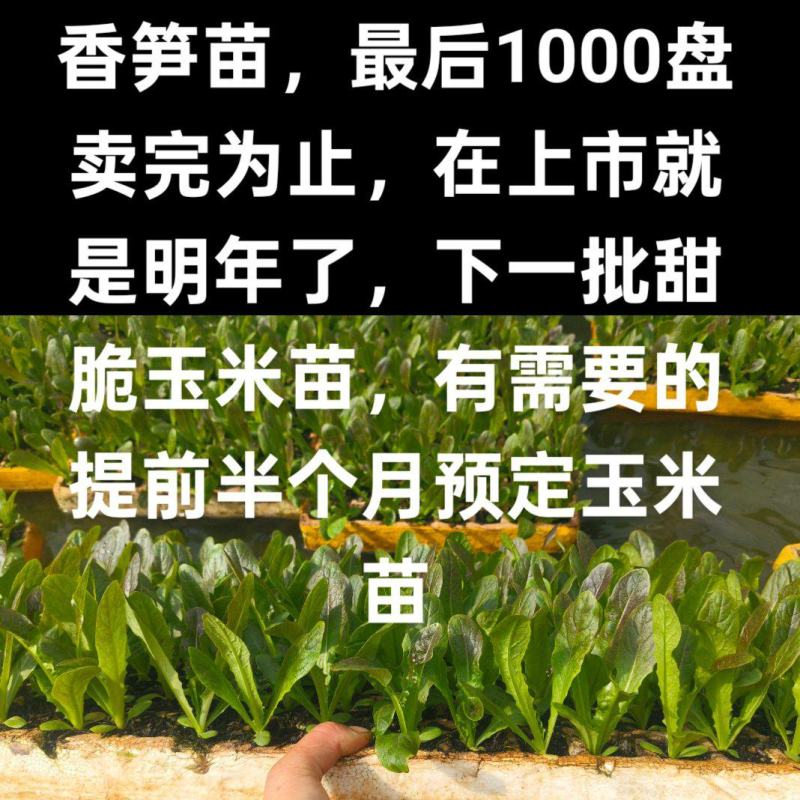 香笋苗