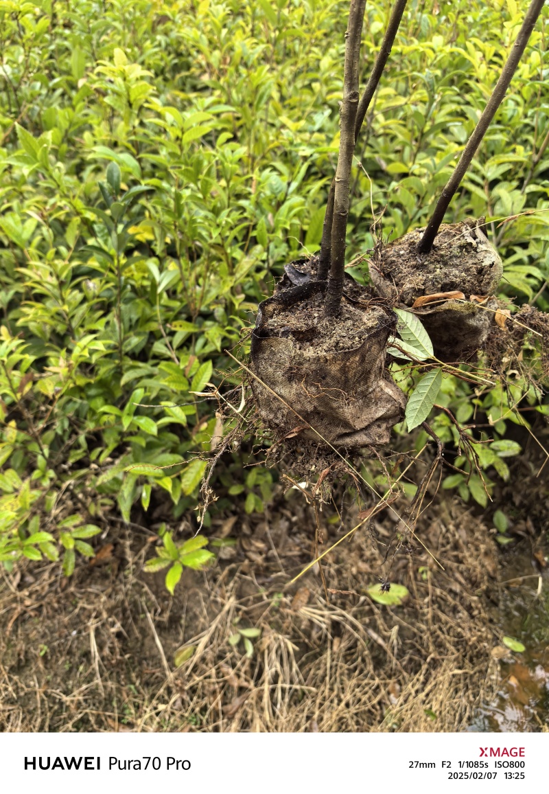 苦槠苗，苦槠容器苗基地！