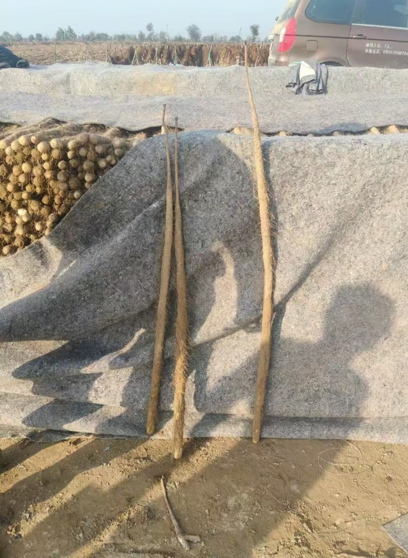 精品铁棍山药产地直发一手货源量大从优视频看货