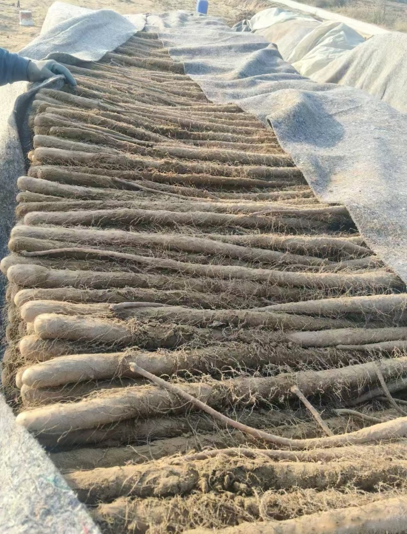 精品铁棍山药产地直发一手货源量大从优视频看货