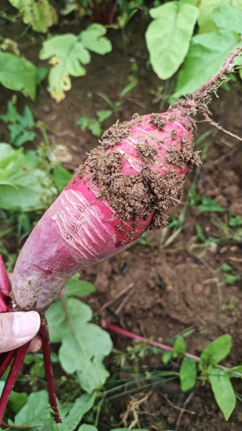 胭脂红萝卜，基地直发，一手货源，泡菜**