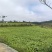 胭脂红萝卜，基地直发，一手货源，泡菜**