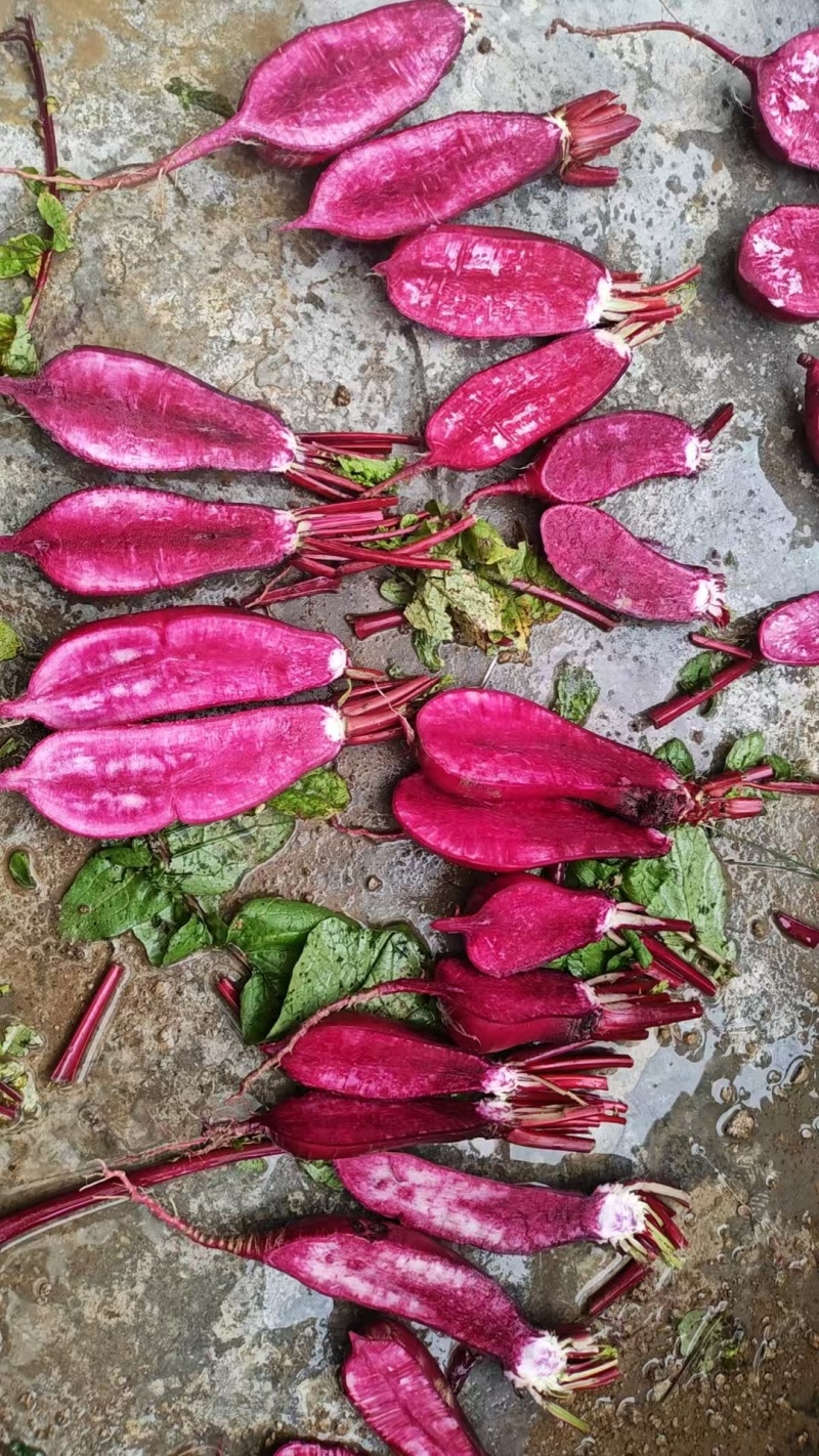 胭脂红萝卜，基地直发，一手货源，泡菜**