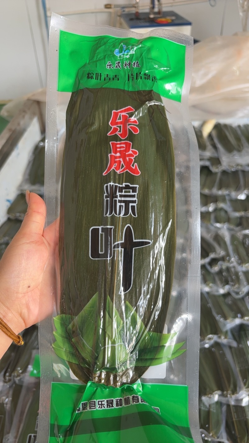 精品大叶