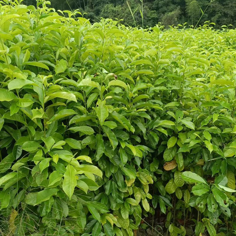 乐昌含笑苗，乐昌含笑苗基地！
