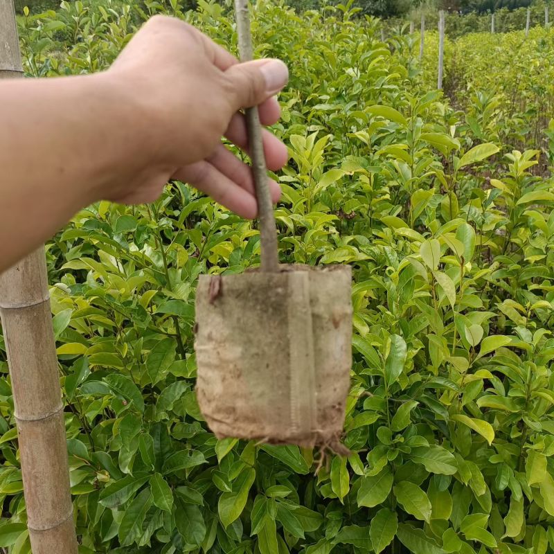 乐昌含笑苗，乐昌含笑苗基地！