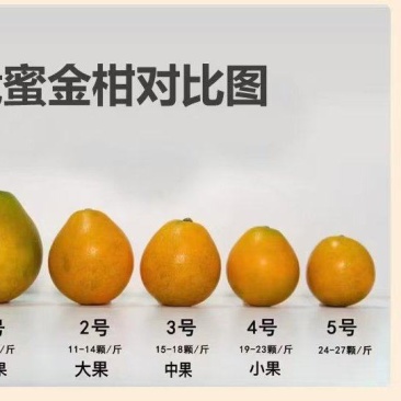 精品融安金桔脆蜜金柑5号果包邮