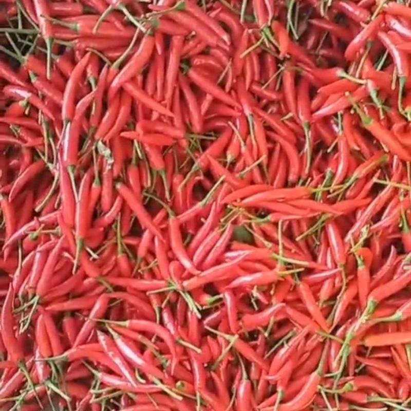 小米椒